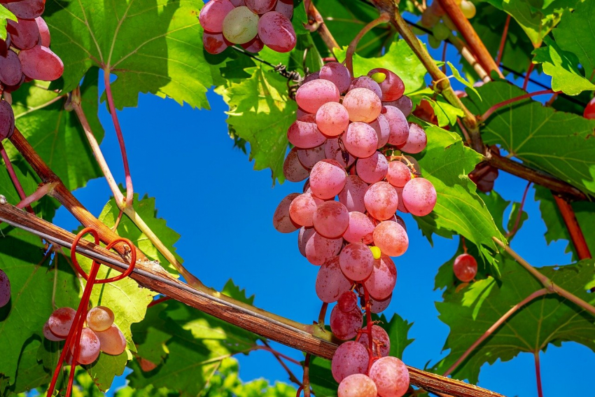 Какие сорта винограда первыми появились в Витязево под Анапой?