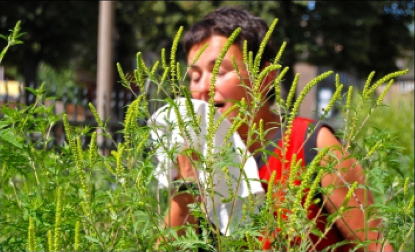 Анапчан призывают не допускать массового цветения амброзии
