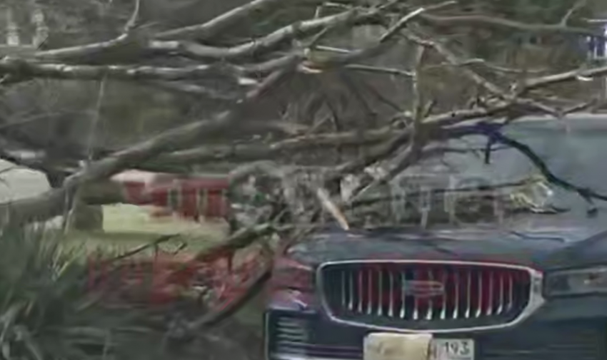 В Анапе из-за упавшего от ветра дерева произошло жестком ДТП с ребенком