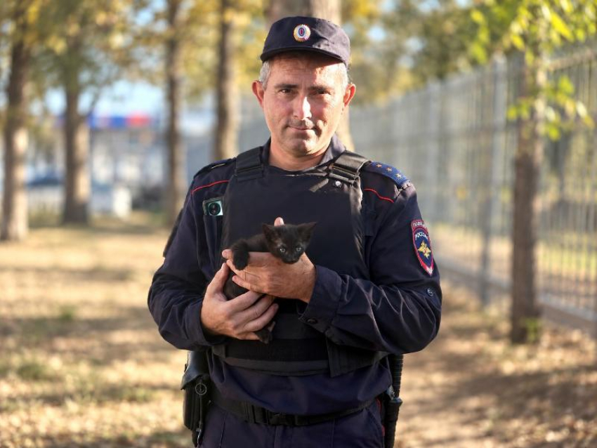 В Анапе полицейские спасли котёнка с дерева — теперь Черныш живёт в отделе МВД