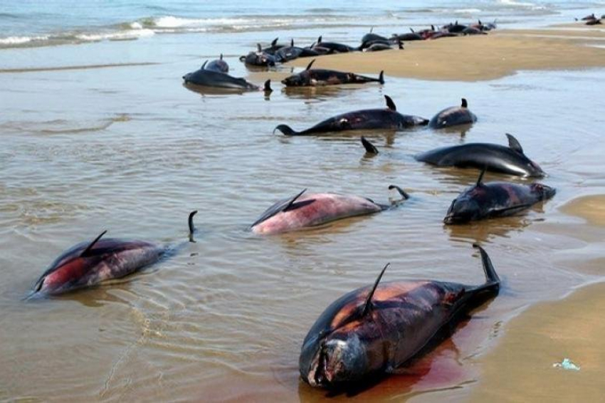 Стали известны вероятные причины гибели 200 дельфинов на Кубани