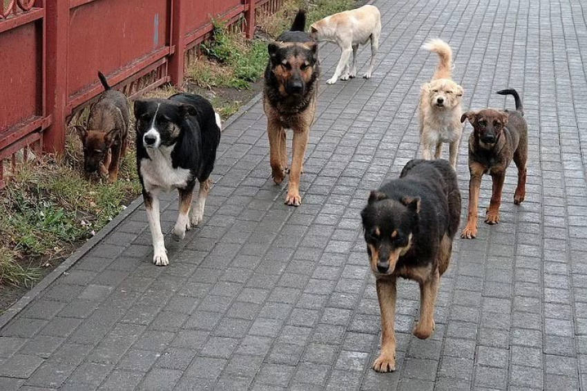 В посёлке под Анапой пенсионеры хотят отстреливать собак