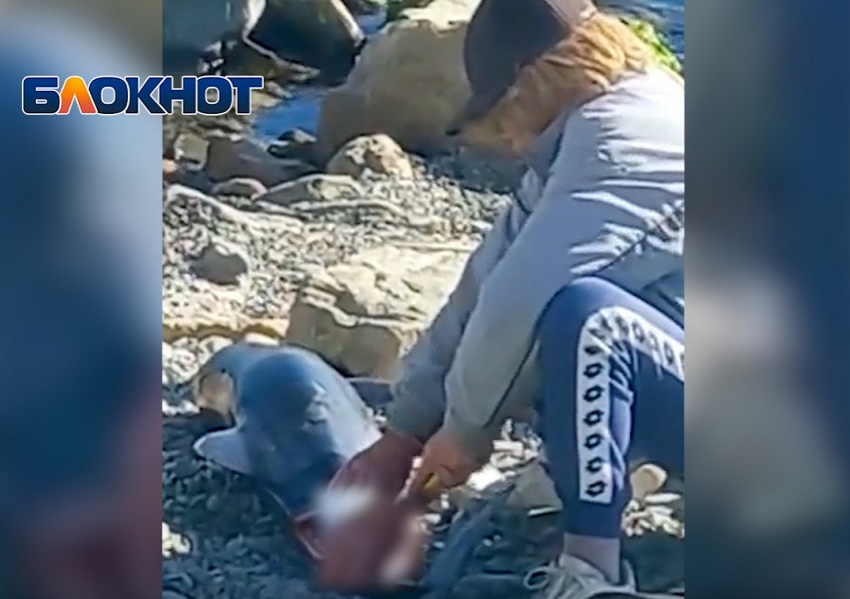 Жарящие шашлык из дельфина бездомные на пляже в Анапе попали на видео