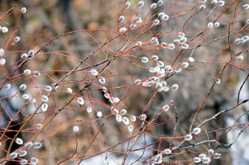 Первый весенний день встретит анапчан дождём