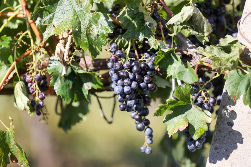 В Анапе собрали около 28 тысяч тонн винограда