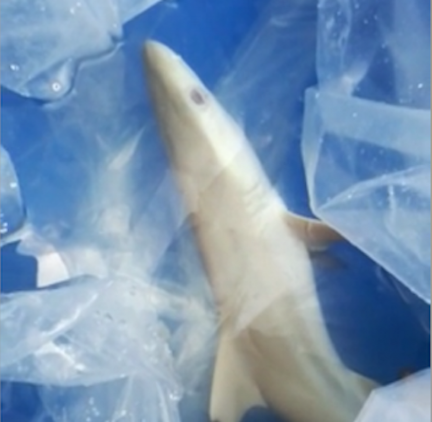 В Анапе из-за скандала с посетителями океанариума умерла акула