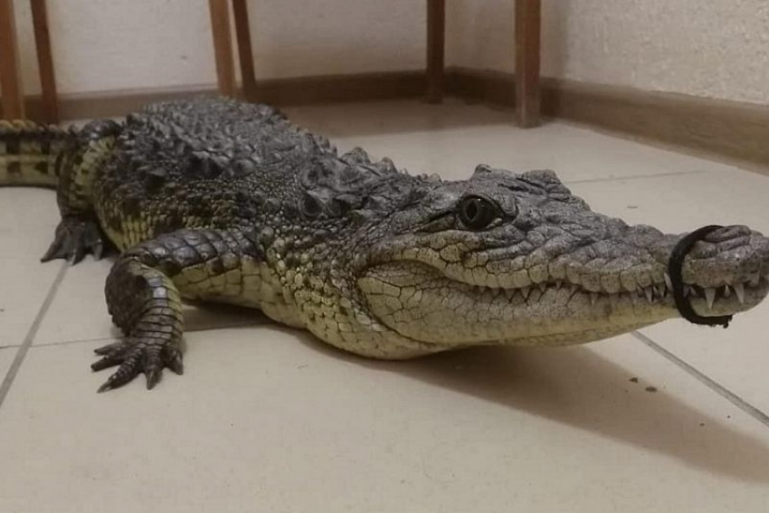 В Витязево под Анапой у уличного фотографа изъяли живого крокодила