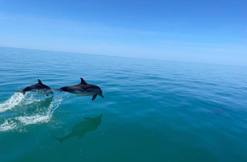 «Черное море останется без дельфинов»: они погибают из-за рыболовных сетей