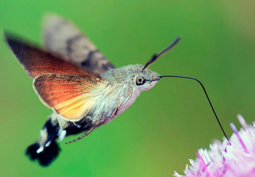 В Анапе можно встретить уникальную бабочку – почти что колибри – бражник