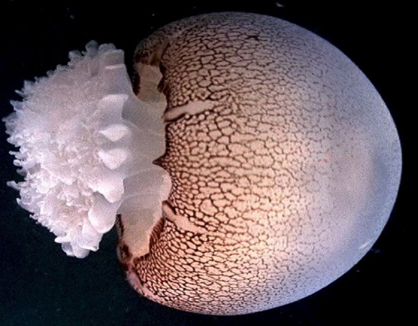 Медузы в море у берегов Анапы: какие виды, где встретить и чем опасны