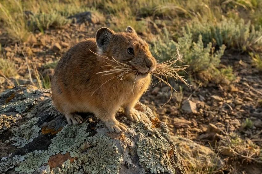 Редкий зверёк степей Анапы, который может исчезнуть