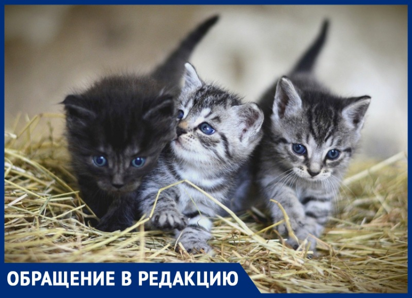 Елена Ушанкова: «Выдайте спецпропуска тем, кто помогает бездомным животным в Анапе!»    