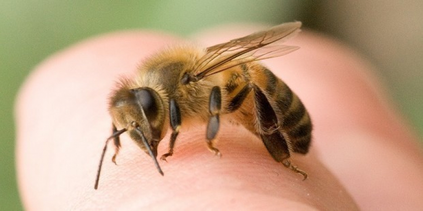 Пчелы, они и в Анапе пчелы