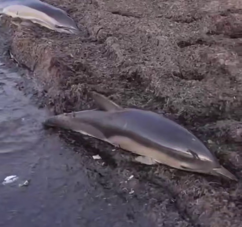 Один погиб: в Анапе произошла трагедия с дельфинами 