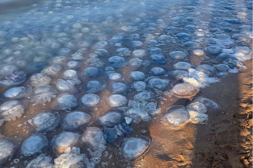 Из медуз соседствующей с Анапой акватории будут производить высокопрочный бетон