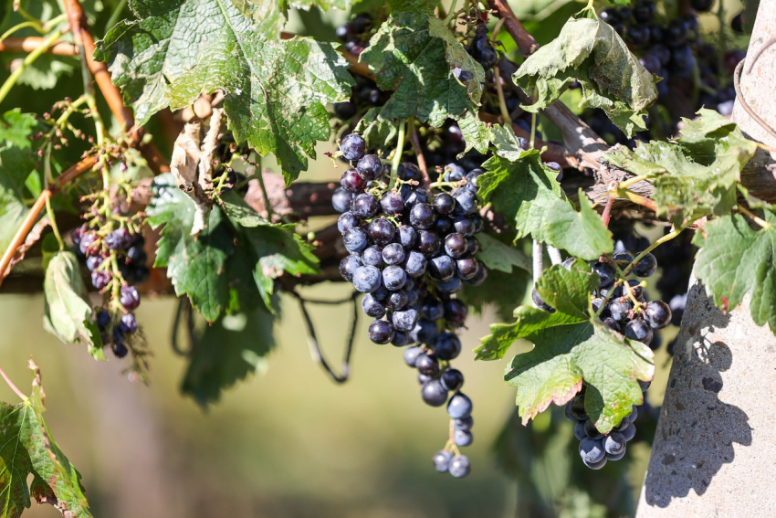 В Анапе собирают богатый урожай винограда
