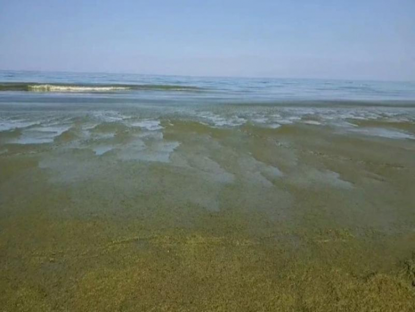 Вместо лазурного — ядовито-зелёный. Что случилось с морем в Анапе?