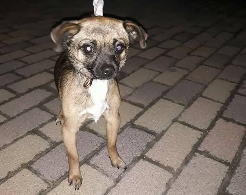В Анапе найдена очередная «потеряшка": собака нуждается в любви и заботе