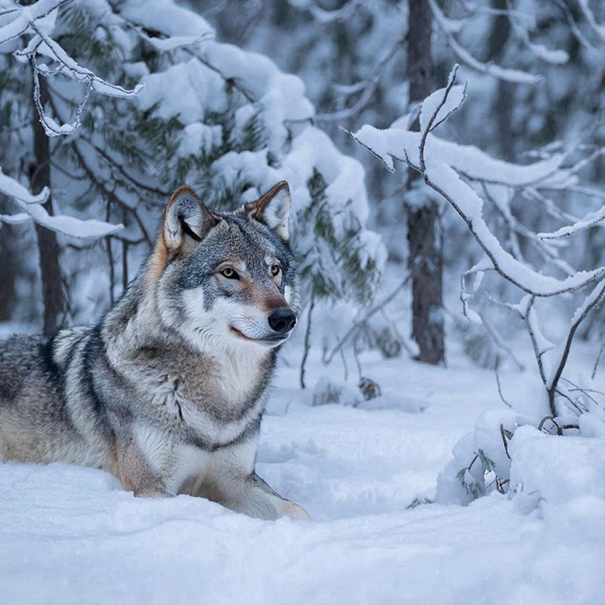 Анапчан предупреждают о появлении стаи волков 
