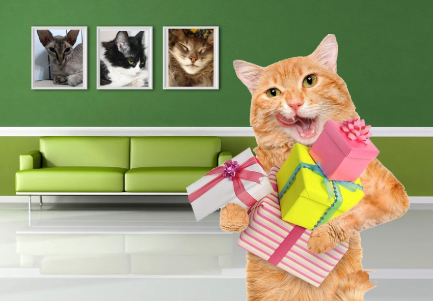 В конкурсе «Самый красивый кот Анапы» крутых призов будет много!