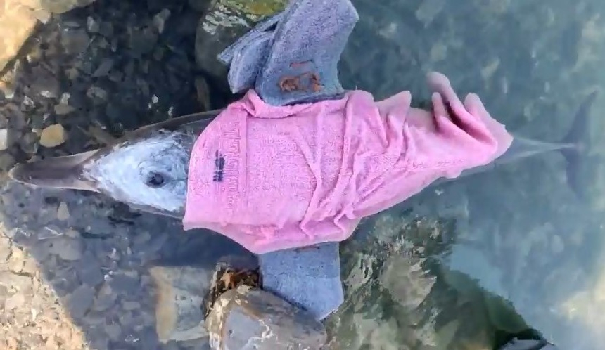В Анапе волонтеры не смогли спасти дельфиненка-белобочку