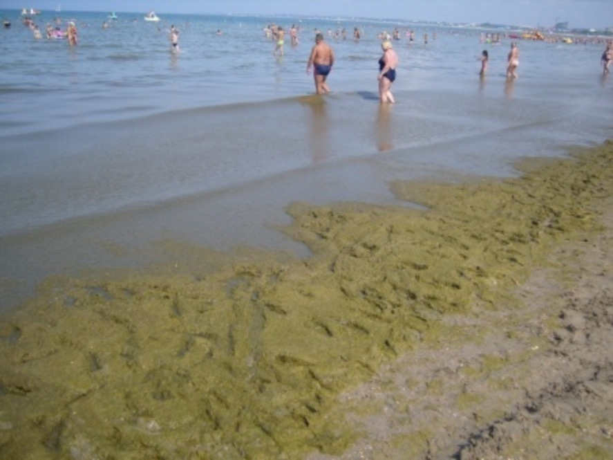 Вода в море джемете. Джемете море цветет август. Анапа Джемете море в августе. Цветение моря в Анапе. Море Джемете водоросли.