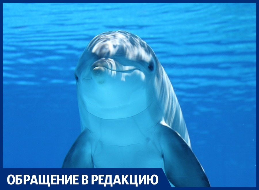 Анапчанка рассказала, как дельфин в море ударил её хвостом по голове
