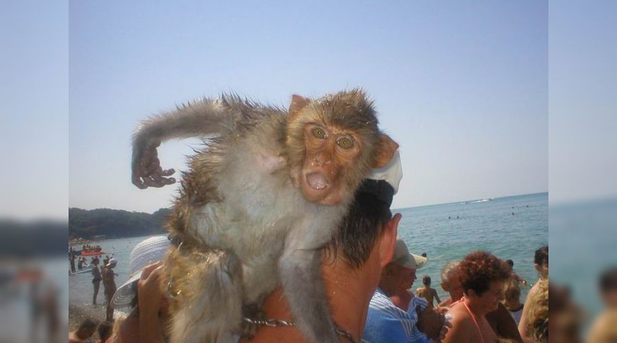 Когда обезьяны приличней, чем люди: анапские фотографы вымогают у туристов деньги