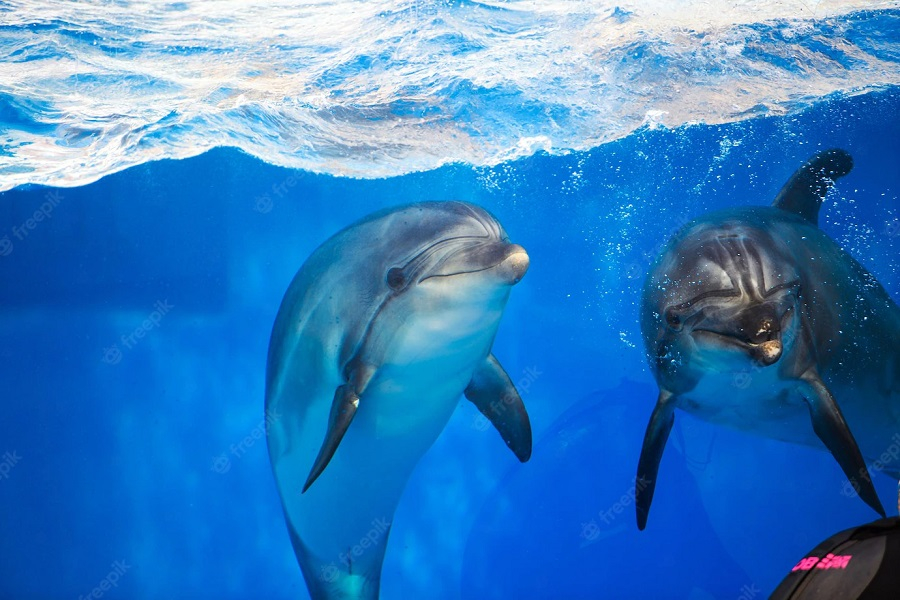 Прощай, дельфинарии Анапы – в России почти полностью запретят вылов китообразных
