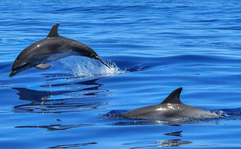 В акватории Чёрного моря люди помогли дельфинам, застрявшим на мелководье