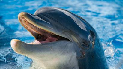 160216102956_dolphin_smiling_624x351_thinkstock_nocredit.jpg