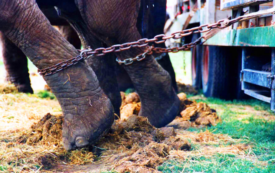 elephant-chains.jpg