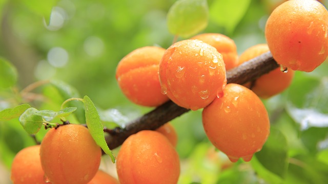 peaches-824624_640.jpg