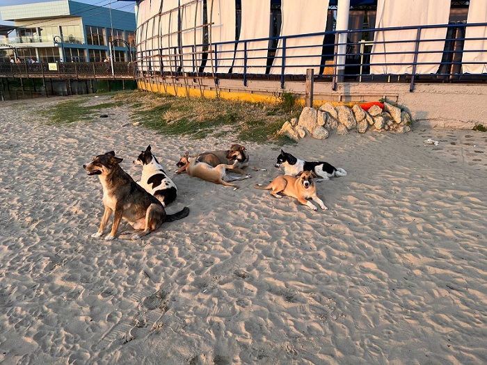 собаки.jpg