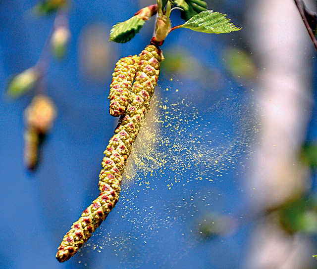 allergiya-na-pilcu-derevyev.jpg